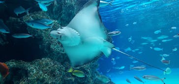 サンシャイン水族館に投稿された画像（2021/4/12）