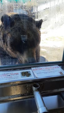 のぼりべつクマ牧場に投稿された画像（2021/4/12）