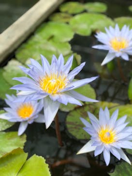 熱川バナナワニ園に投稿された画像（2021/4/12）