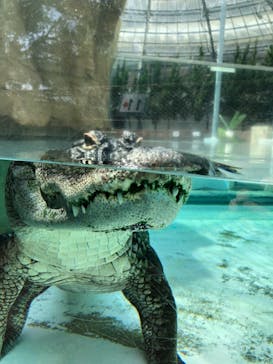 熱川バナナワニ園に投稿された画像（2021/4/12）