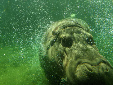 天王寺動物園に投稿された画像（2021/4/12）
