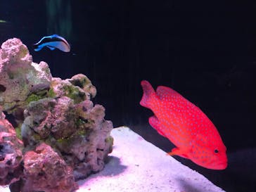 マクセル アクアパーク品川に投稿された画像（2021/4/13）