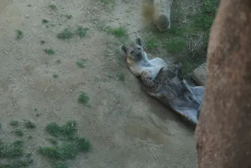 天王寺動物園に投稿された画像（2021/4/13）