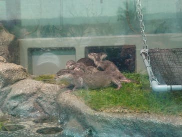 サンシャイン水族館に投稿された画像（2021/4/13）