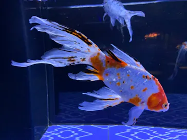 すみだ水族館に投稿された画像（2021/4/13）