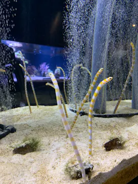 すみだ水族館に投稿された画像（2021/4/13）