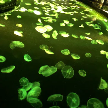 すみだ水族館に投稿された画像（2021/4/13）