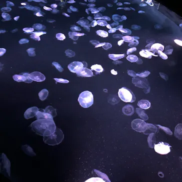 すみだ水族館に投稿された画像（2021/4/13）