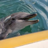 うみたま体験パーク 「つくみイルカ島」に投稿された画像（2021/4/13）