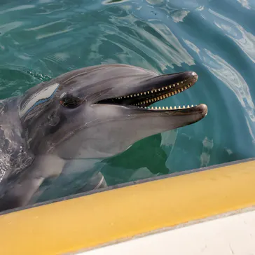 うみたま体験パーク 「つくみイルカ島」に投稿された画像（2021/4/13）