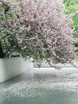 特別展「国宝　鳥獣戯画のすべて」に投稿された画像（2021/4/13）