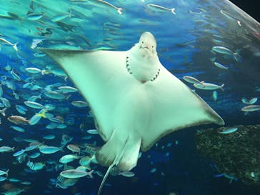 サンシャイン水族館に投稿された画像（2021/4/13）