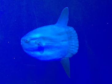 サンシャイン水族館に投稿された画像（2021/4/13）