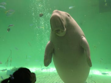 鳥羽水族館に投稿された画像（2021/4/13）