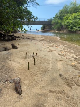 西表島 ADVENTURE PiPi（アドベンチャーピピ）に投稿された画像（2021/4/13）