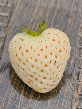 井上寅雄農園に投稿された画像（2021/4/13）