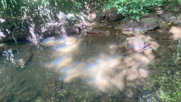 西表島 ADVENTURE PiPi（アドベンチャーピピ）に投稿された画像（2021/4/13）