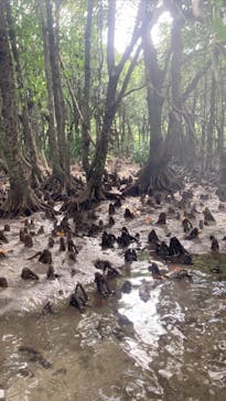 西表島 ADVENTURE PiPi（アドベンチャーピピ）に投稿された画像（2021/4/13）