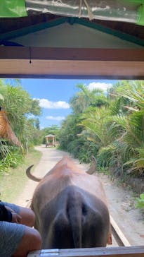 西表島 ADVENTURE PiPi（アドベンチャーピピ）に投稿された画像（2021/4/13）