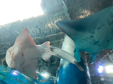 マクセル アクアパーク品川に投稿された画像（2021/4/13）