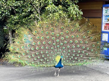 伊豆シャボテン動物公園に投稿された画像（2021/4/14）