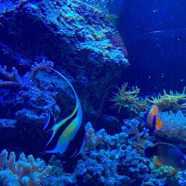 マクセル アクアパーク品川に投稿された画像（2021/4/14）