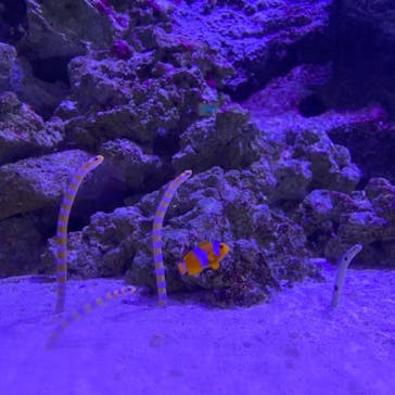 マクセル アクアパーク品川に投稿された画像（2021/4/14）