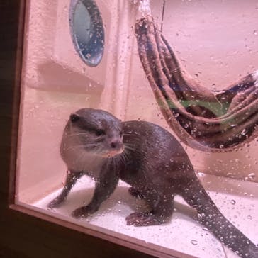 マクセル アクアパーク品川に投稿された画像（2021/4/14）