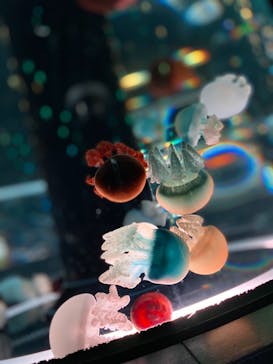 マクセル アクアパーク品川に投稿された画像（2021/4/14）