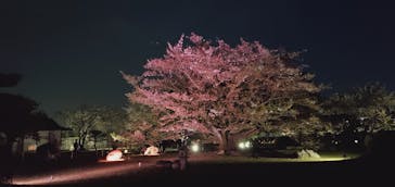 姫路城（イベント）に投稿された画像（2021/4/14）