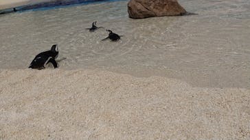 大分マリーンパレス水族館 「うみたまご」に投稿された画像（2021/4/15）