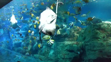 大分マリーンパレス水族館 「うみたまご」に投稿された画像（2021/4/15）