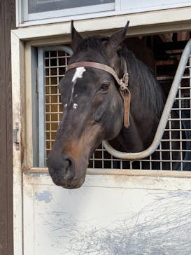 ノーザンホースパークに投稿された画像（2021/4/15）