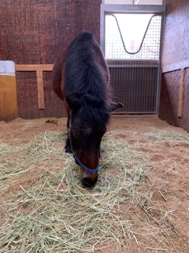 ノーザンホースパークに投稿された画像（2021/4/15）