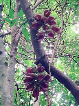 アスムイハイクスに投稿された画像（2021/4/15）