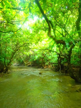 西表島 ADVENTURE PiPi（アドベンチャーピピ）に投稿された画像（2021/4/15）