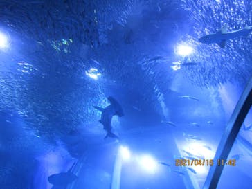 横浜・八景島シーパラダイスに投稿された画像（2021/4/15）