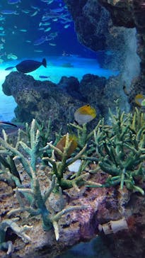 サンシャイン水族館に投稿された画像（2021/4/15）