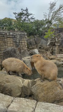 伊豆シャボテン動物公園に投稿された画像（2021/4/16）