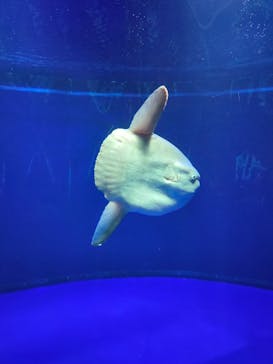 サンシャイン水族館に投稿された画像（2021/4/16）