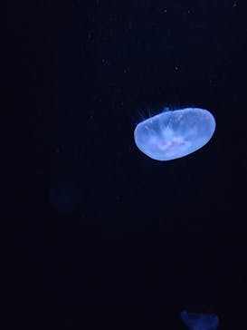 サンシャイン水族館に投稿された画像（2021/4/16）