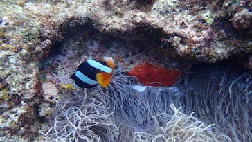 ダイビングショップ Sea Free（シーフリー）に投稿された画像（2021/4/16）