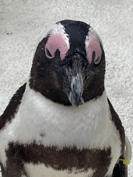 横浜・八景島シーパラダイスに投稿された画像（2021/4/16）