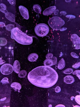 マクセル アクアパーク品川に投稿された画像（2021/4/17）