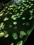 すみだ水族館に投稿された画像（2021/4/17）