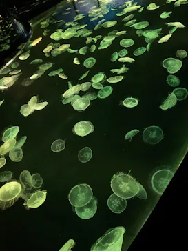 すみだ水族館に投稿された画像（2021/4/17）