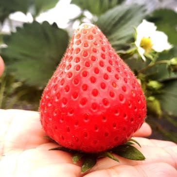 いのさんの観光農園に投稿された画像（2021/4/17）