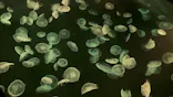 すみだ水族館に投稿された画像（2021/4/17）