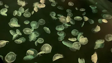 すみだ水族館に投稿された画像（2021/4/17）