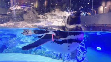 すみだ水族館に投稿された画像（2021/4/17）